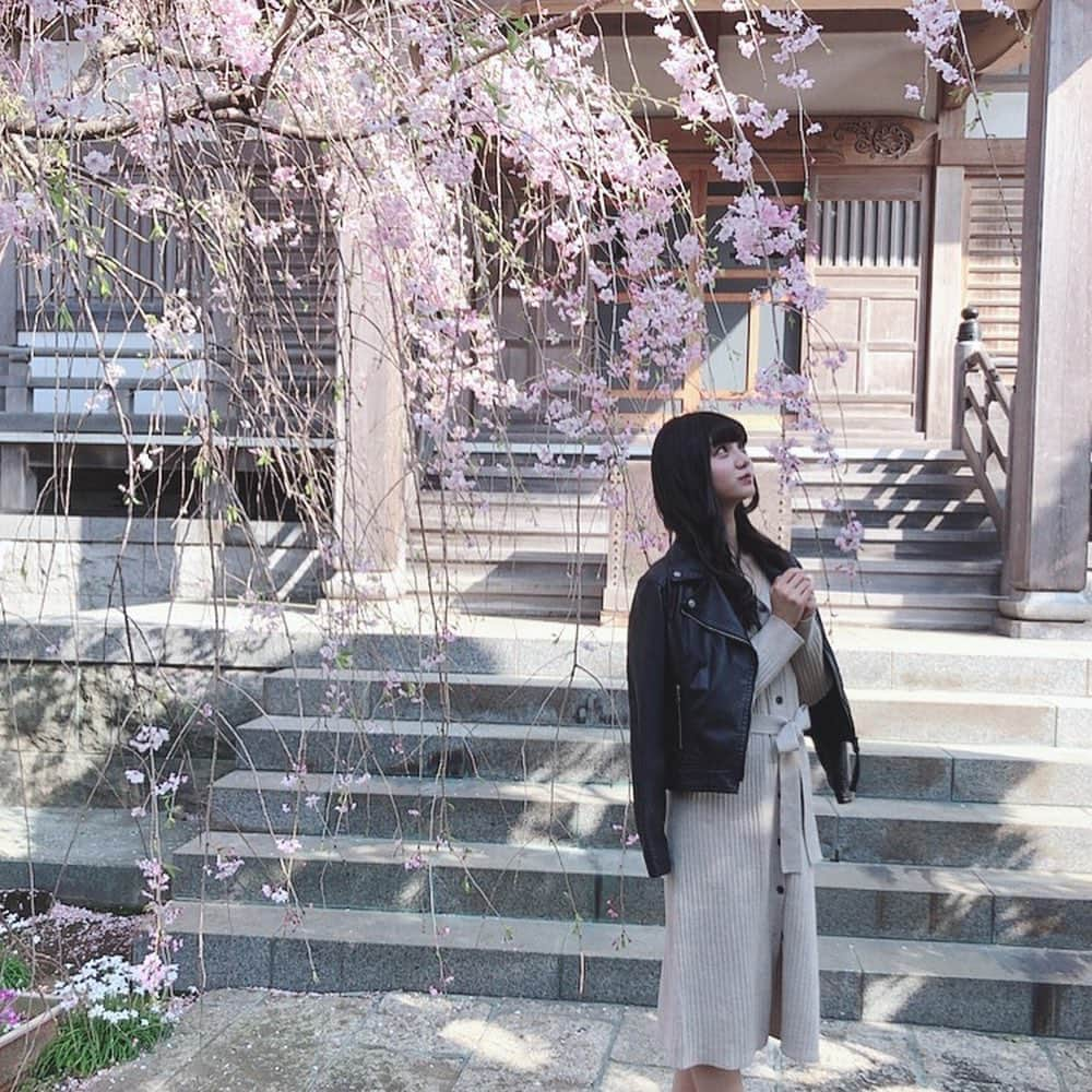 音羽かのん（阿部かれん）のインスタグラム：「桜綺麗だったんよ🌸  #桜  #サクラ#spring」