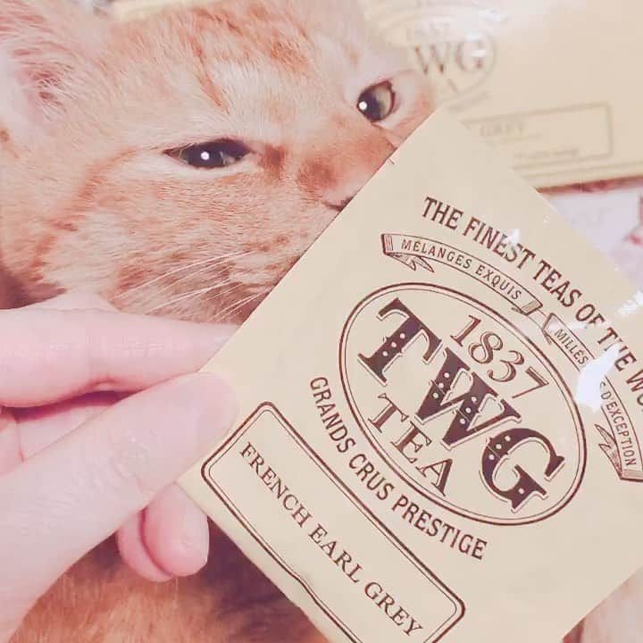 森永理科のインスタグラム：「＼(^ω^)／オチャ！  TWG Tea French Earl Grey  #理科とお茶しよ　#stayhome」