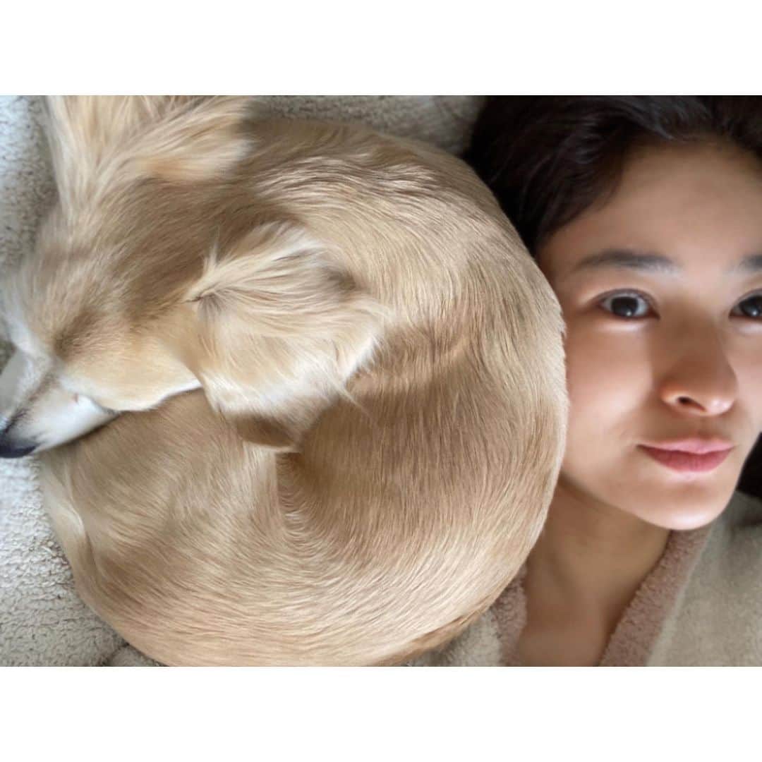 秋本祐希さんのインスタグラム写真 - (秋本祐希Instagram)「はるさん 私の枕 半分以上とってますよ… どうしてここなんだろか。 #癒し #愛犬 #はるさん #mix犬 #family #チワックス 医療の最前線で戦ってくださっている皆さま 守っていただいてありがとうございます。」4月13日 12時40分 - ayuuki0908