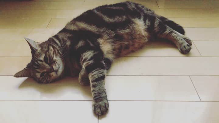 ありす & まりあのインスタグラム：「Rainy days always make me feel sleepy... 🎥 寝ても寝ても眠いにゃ…」