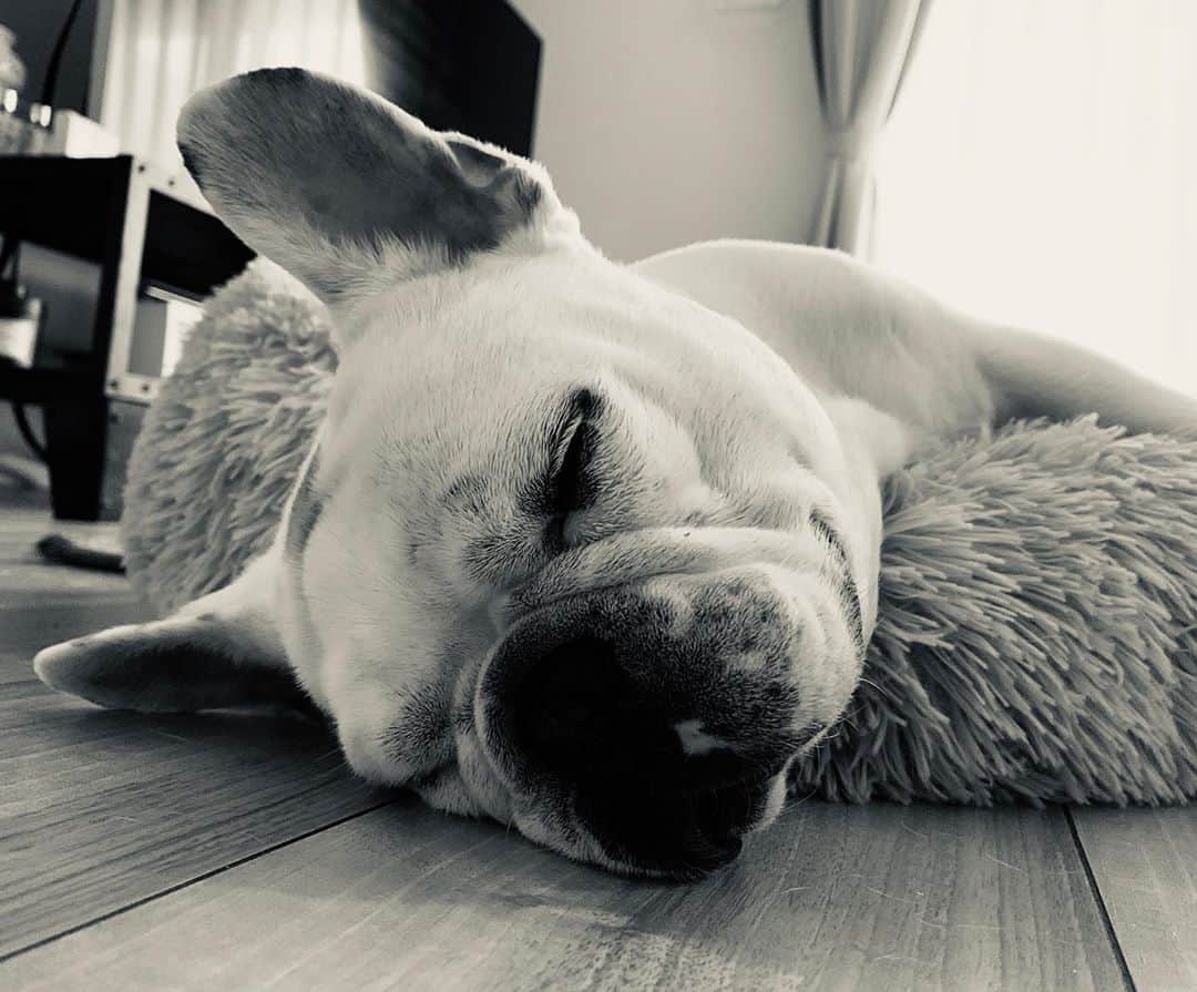 鑑田幸代のインスタグラム：「彼は雨続きでうなだれてます🐷🐷 #世の中暗い話ばかりで #気分も落ち込み気味 #テンション上げていきたいのに #雨で散歩にも行けず #僕は寝て天気になるのを #待つしかできません #ジャーキーだけは #大目に下さい！！ #frenchbulldog  #frenchbulldogs  #french_bulldogs  #frenchie  #buhi  #ハニーパイド #フレブル  #グース #グーちゃん」