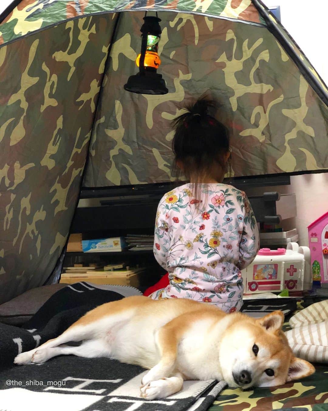 Moguのインスタグラム：「. こんにちはなの。 Hi⛺️ #おうちテント . @the_shiba_mogu  #柴犬 #shibainu #shiba#赤柴 #redshiba#犬 #dog#しばいぬ#nannydog#犬と子供#子供と犬#柴犬と子供#柴#赤ちゃんと犬#犬と赤ちゃん#柴犬と赤ちゃん#赤ちゃんと柴犬#柴犬のいる暮らし#子守犬」