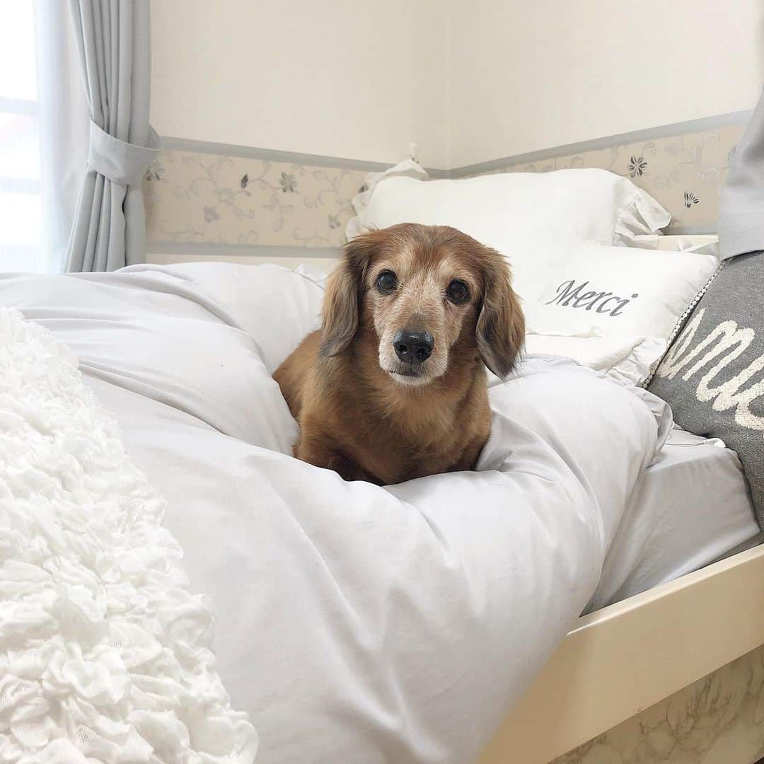 のインスタグラム：「・ お家にいる時間が増えて、愛犬モコと一緒に入れる時間が長くなった🐾  もうモコと15年くらい一緒にいるから おじいちゃんだけどまだまだ元気！  みんなはお家でなにしてるの〜？！ ・ ・ #おうち時間 #お家時間 #愛犬　#ペット　#ミニチュアダックスフンド #ミニチュアダックス #myroom #お部屋 #ベッドルーム」