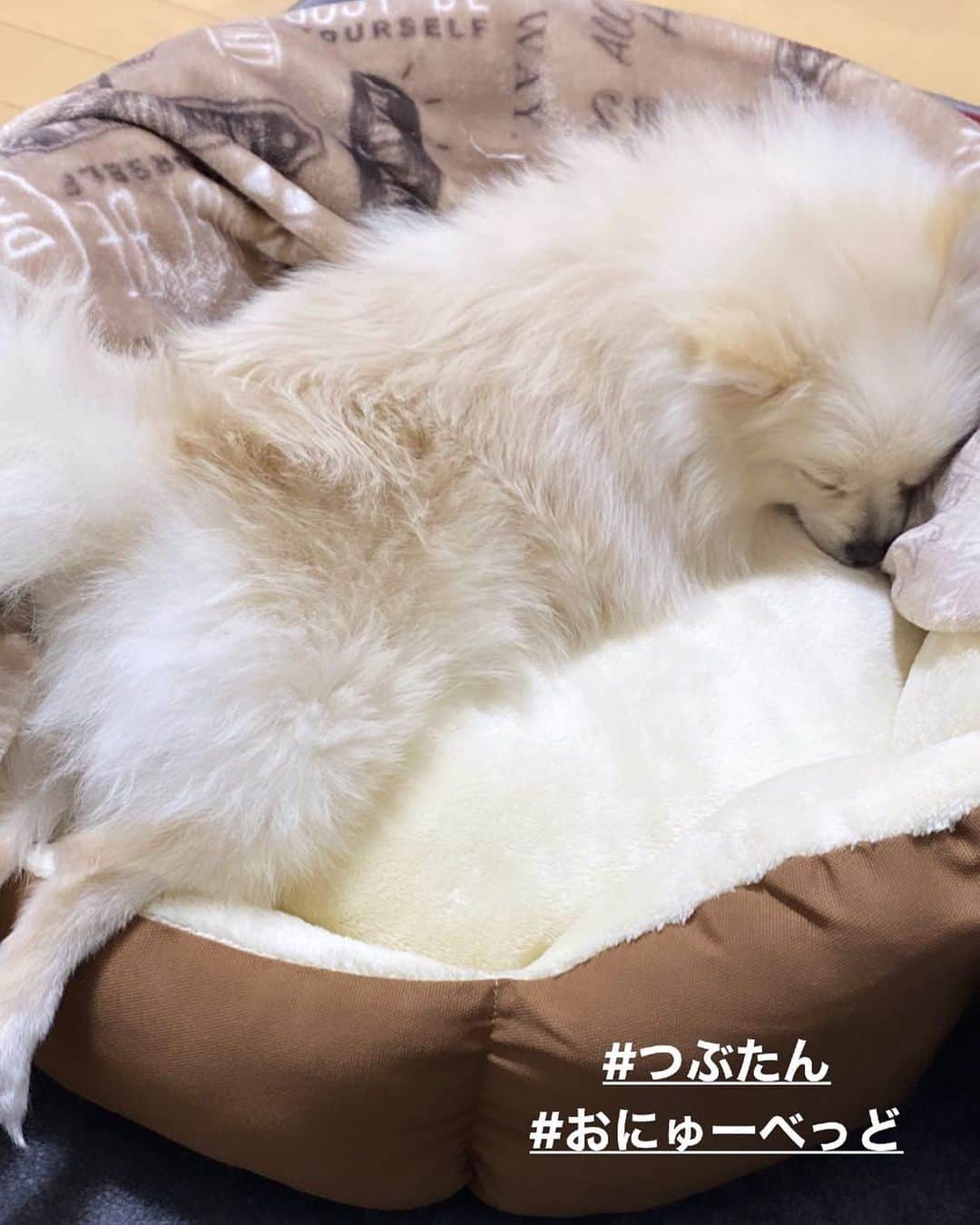 KAZUKI【ANFiNY】さんのインスタグラム写真 - (KAZUKI【ANFiNY】Instagram)「おにゅーベッド気に入ってくれた😋  #癒し #おすそわけ #つぶたん」4月13日 14時34分 - kazuki_anfiny