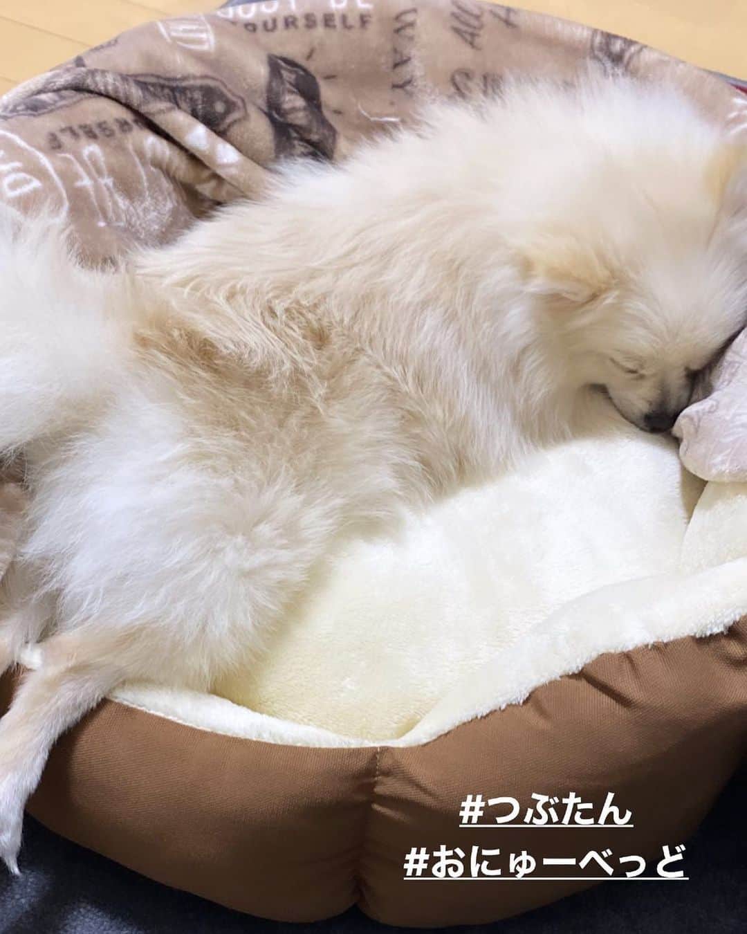 KAZUKI【ANFiNY】のインスタグラム：「おにゅーベッド気に入ってくれた😋  #癒し #おすそわけ #つぶたん」