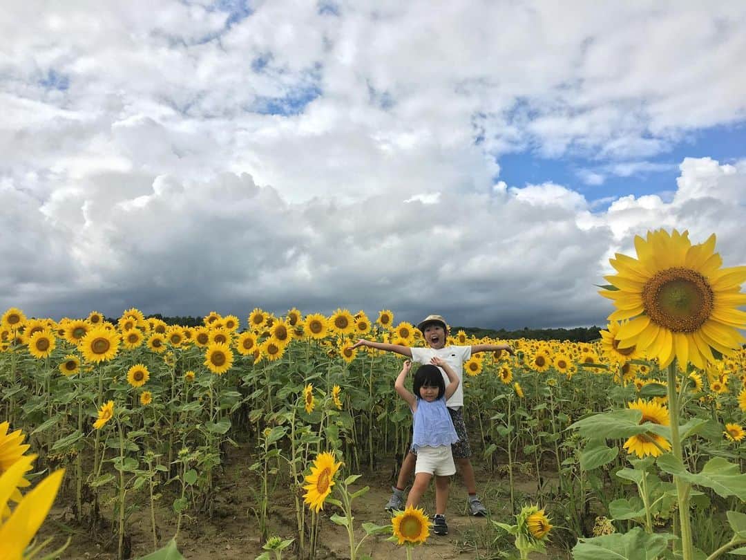 木庭弥生のインスタグラム：「いつかのヒマワリ🌻  また見に行きたいな☺️ #ひまわり畑 #北竜町 #北海道 #まつりとおりん」