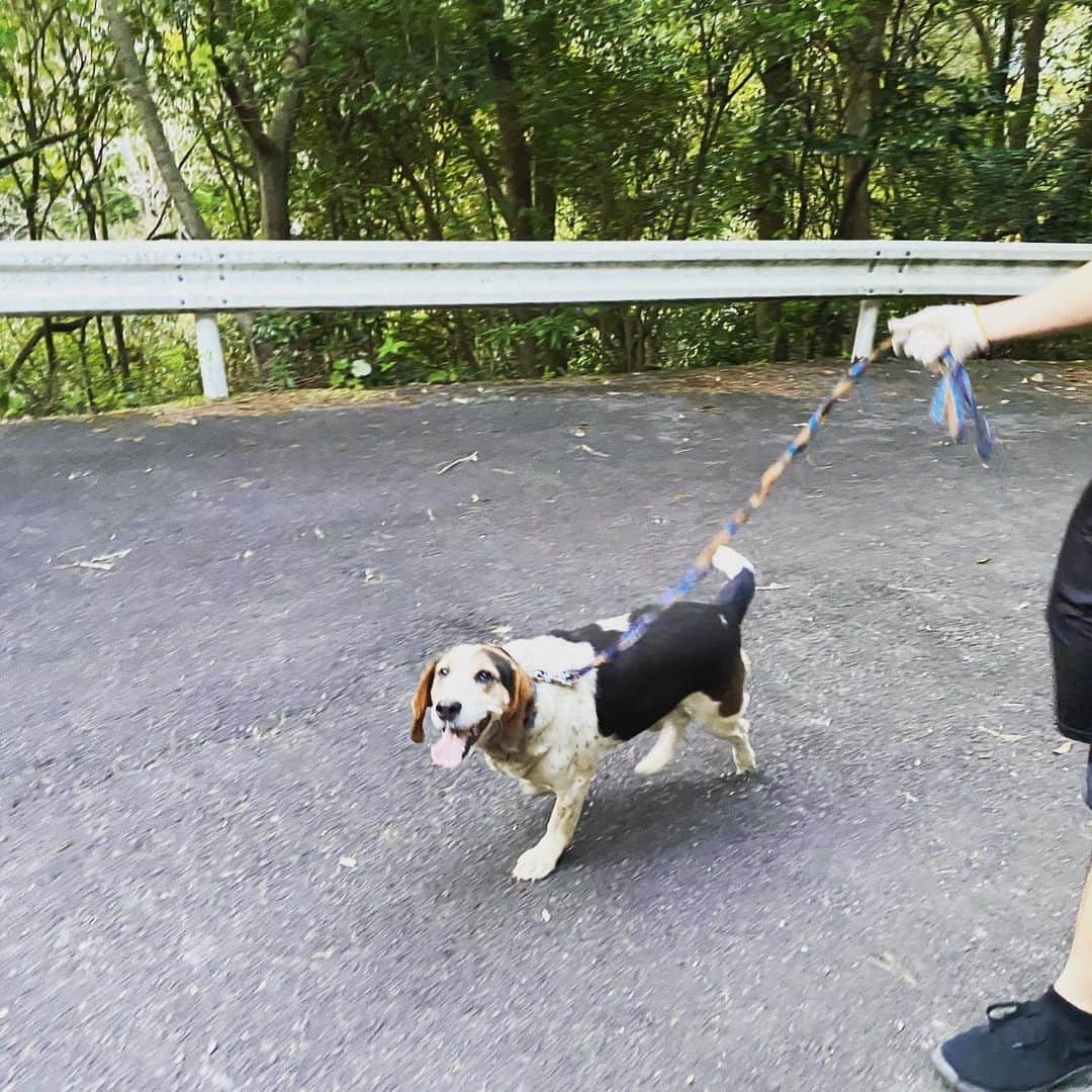 岡村咲さんのインスタグラム写真 - (岡村咲Instagram)「ジョンの写真撮ってみたけど全部ぶれてる😂何故かは、最後の動画を見たら分かります😂　#犬のいる生活」4月13日 15時04分 - sakiokamura_official