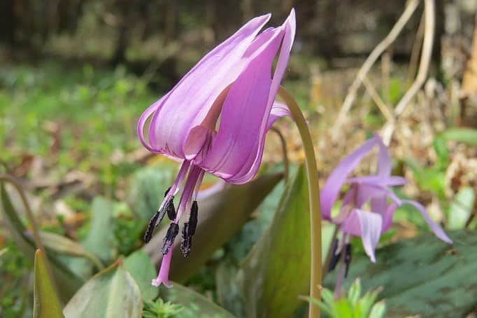 のインスタグラム：「Campus Seasonal Photos April ② 丹木の歳時記　卯月② ⑴ Dogtooth violet・片栗(カタクリ) ⑵ Birch grass・二輪草(ニリンソウ) ⑶ Purple corydalis incisa・紫華鬘(ムラサキケマン) ⑷ White corydalis incisa・白藪華鬘(シロヤブケマン) ⑸ Corydalis decumbens・次郎坊延胡索 (ジロボウエンゴサク) ⑹ Chinese violet cross・諸葛菜　(ショカツサイ) ⑺ Leibnitz daisy・千本槍 (センボンヤリ) ⑻ Noble orchid・春蘭(シュンラン) ⑼ Lxeris debilis・大地縛り (オオジシバリ) ⑽ Seven-spotted ladybug & Japanese dandelion・七星天道虫＆日本蒲公英 (ナナホシテントウムシ&ニホンタンポポ) #discoversoka #sodaigram #sokauniversity #hachioji #tokyo #japan #university #campus #nature #environment #spring #april #fourseasons #beautiful #創価大学 #八王子 #東京 #自然 #キャンパス #大学 #環境 #春 #4月#卯月 #四季」