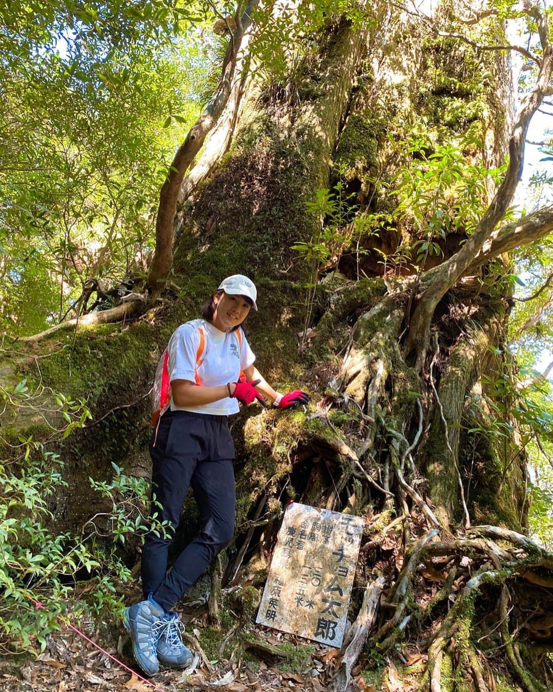 加藤未唯さんのインスタグラム写真 - (加藤未唯Instagram)「モッチョム太郎🌳 また行きたいなぁ🤙 #モッチョム岳 #モッチョム太郎 #屋久島 #鹿児島 #山 #山ガール」4月13日 15時18分 - miyukato1121