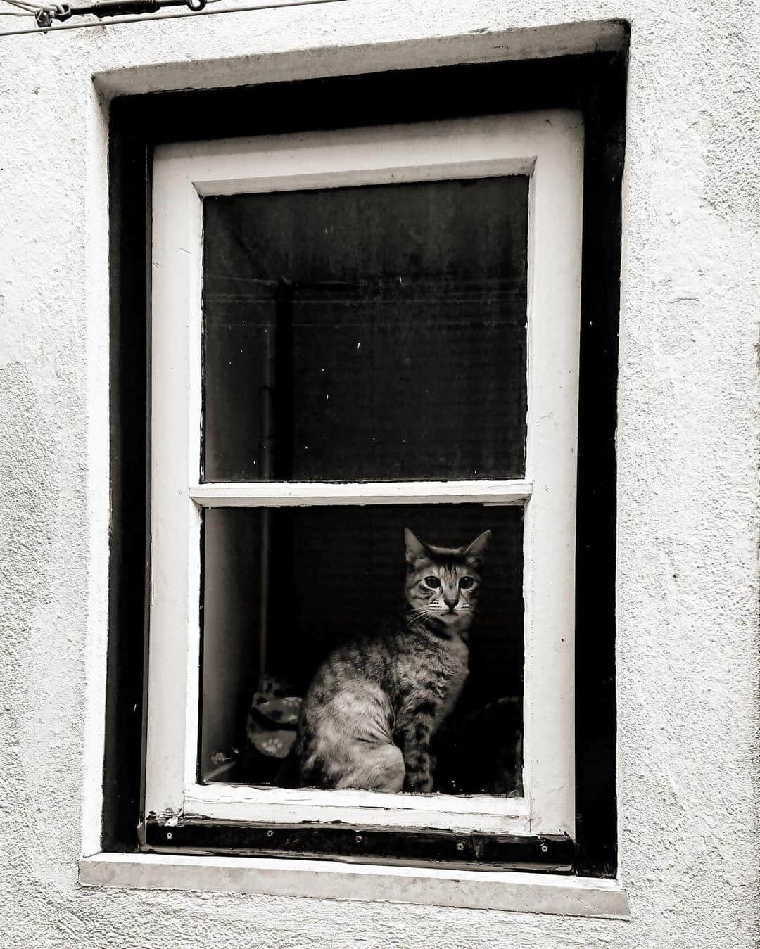 田中彩子さんのインスタグラム写真 - (田中彩子Instagram)「#catstagram  美猫🐈 #fotosession #cat  #ねこすたぐらむ」4月13日 15時27分 - ayakotanaka_instaofficial