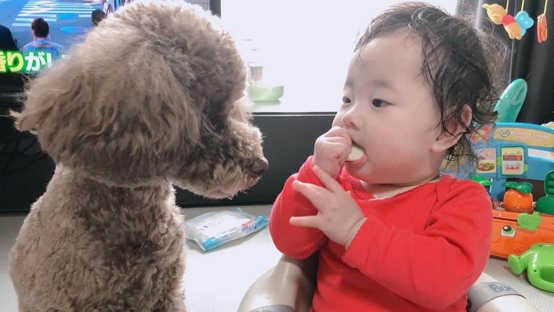 菊井彰子さんのインスタグラム写真 - (菊井彰子Instagram)「我が家の癒し兄妹です🐶👶赤ちゃんのおやつってワンちゃんも好きみたいで一回あげちゃったらそこからいつもこんな感じ🤤🤤🤤ポンスケ一生懸命我慢してる。笑 ポンスケはウチのチビギャングでまだまだいたずらっ子の赤ちゃんなんやけれど、娘には何故か優しいんだよなぁ。兄心なのかな❓かぁーちゃん感動🥺 #ポンスケ @ponsuke0922  #トイプードルブラウン男の子 #ステイホーム #赤ちゃんと犬のいる生活  #赤ちゃんと犬 #トイプードル男の子  #赤ちゃんせんべい #生後7ヶ月  #女の子ベビー  #女の子コーデ  #女のコママ  #7monthsbaby  #赤ちゃんのいる暮らし  #赤ちゃんのいる生活  #ままのて #おうちじかん #赤ちゃんとママ」4月13日 15時50分 - yanakiku_kiku
