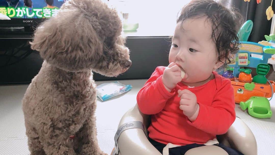 菊井彰子さんのインスタグラム写真 - (菊井彰子Instagram)「我が家の癒し兄妹です🐶👶赤ちゃんのおやつってワンちゃんも好きみたいで一回あげちゃったらそこからいつもこんな感じ🤤🤤🤤ポンスケ一生懸命我慢してる。笑 ポンスケはウチのチビギャングでまだまだいたずらっ子の赤ちゃんなんやけれど、娘には何故か優しいんだよなぁ。兄心なのかな❓かぁーちゃん感動🥺 #ポンスケ @ponsuke0922  #トイプードルブラウン男の子 #ステイホーム #赤ちゃんと犬のいる生活  #赤ちゃんと犬 #トイプードル男の子  #赤ちゃんせんべい #生後7ヶ月  #女の子ベビー  #女の子コーデ  #女のコママ  #7monthsbaby  #赤ちゃんのいる暮らし  #赤ちゃんのいる生活  #ままのて #おうちじかん #赤ちゃんとママ」4月13日 15時50分 - yanakiku_kiku