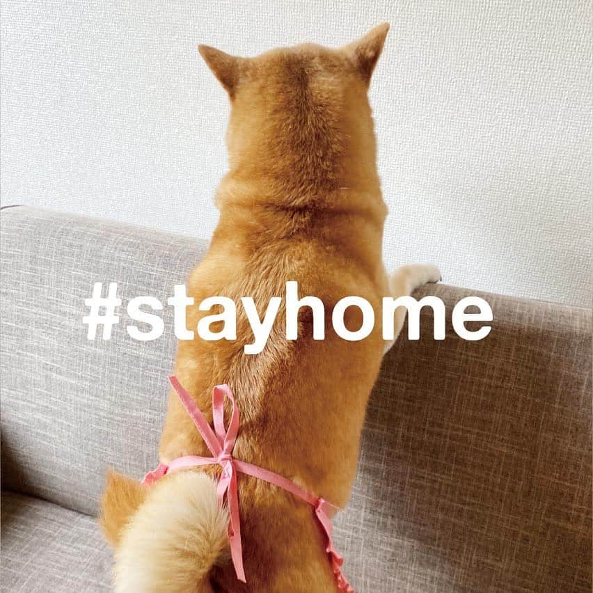 マル子のインスタグラム：「#stayhome  #きょうの犬村さん  #きょうのマル村さん  #うちをきれいに #おそうじおそうじ  #縦結び」
