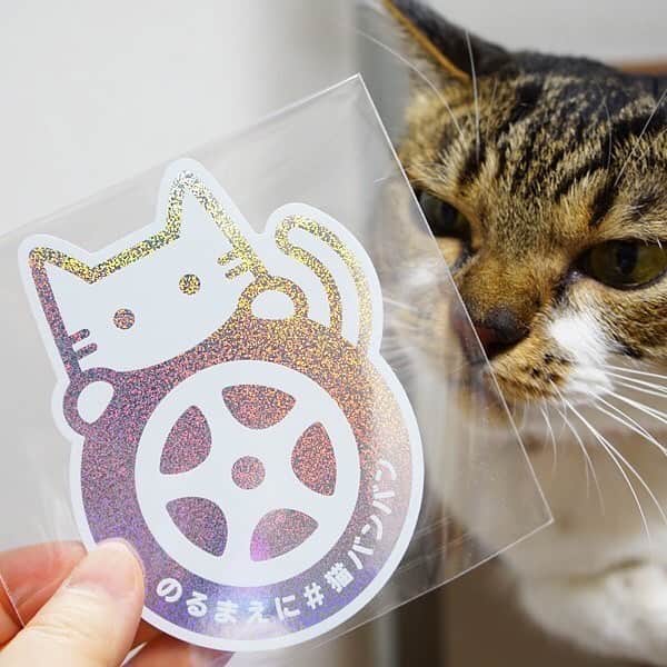 日産自動車さんのインスタグラム写真 - (日産自動車Instagram)「Photo by  @uninohimitsukichi  @ofuu_chan.come @annzu222 @i_am_loco_tonton  #猫バンバン をつけて投稿された可愛い猫ちゃんたちをリポストでご紹介します♪  #おうち時間 #猫 #日産  #nissan #ニッサン  #nissanjapan #🚗 #5523」4月13日 15時52分 - nissanjapan