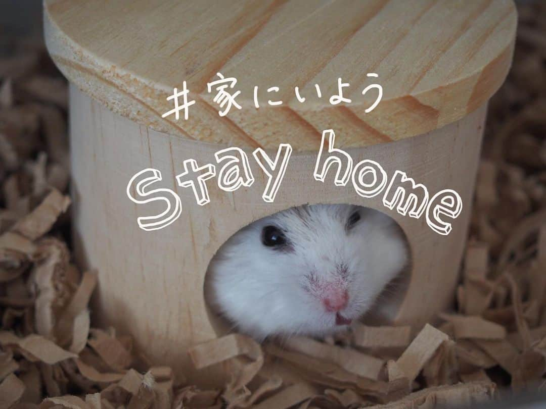 kuroのインスタグラム：「. . クロからのお願い♡ #stayhome  #家にいよう . . #ハムスター #ハムスタグラム #hamster #hamstergram #animal #小動物 #大好き .」