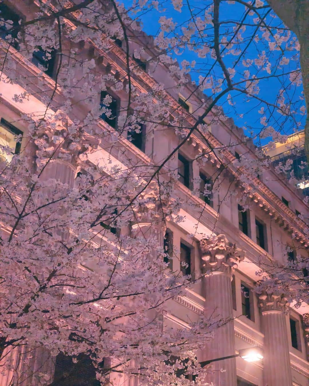 土屋香織さんのインスタグラム写真 - (土屋香織Instagram)「🌸. 桜の季節が終わる前に この写真ここに残しておきたくて◡̈ . ピンク色にライトアップされた日本橋の桜。 先月自粛前の写真です（っていちいち書かないとなのが なんとも言えない気持ちになるけれど...。） 今はもうこの辺りは葉桜になってるのかな？ . 来年はマスクなしで 心置きなくお花見できるようになりますように🙏🏻 . いつもどおりお仕事もしたいし、 なによりも大好きな人達に早く会いたいです😢 . 日常に1日も早く戻れるように 今は人と会わない生活。お家にいましょ☕︎ . . . #医療従事者にエールを #病院の皆さんありがとう #みんなの健康を守ってくれてありがとう #みんなの生活を守るお仕事されてる方々ありがとう #aroundtheworld #ファインダー越しの私の世界 #tokyocameraclub #tokyocameragirls #genic_mag #retrip_chiba #retrip_nippon #ハレコレ #genic_japan #はなまっぷ #はなまっぷ2020 #はなまっぷ桜 #桜 #sakura  #がんばろう #がんばろう日本 #covid19 #カメラ好きな人と繋がりたい #写真好きな人と繋がりたい #genic_pt #japan_of_insta #jp_gallery #far_eastphotography #ig_japan #openmyworld #japan_focus #far_eastphotography」4月13日 16時48分 - kaorintsuchiya