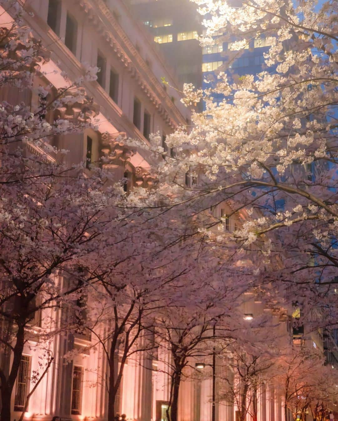 土屋香織さんのインスタグラム写真 - (土屋香織Instagram)「🌸. 桜の季節が終わる前に この写真ここに残しておきたくて◡̈ . ピンク色にライトアップされた日本橋の桜。 先月自粛前の写真です（っていちいち書かないとなのが なんとも言えない気持ちになるけれど...。） 今はもうこの辺りは葉桜になってるのかな？ . 来年はマスクなしで 心置きなくお花見できるようになりますように🙏🏻 . いつもどおりお仕事もしたいし、 なによりも大好きな人達に早く会いたいです😢 . 日常に1日も早く戻れるように 今は人と会わない生活。お家にいましょ☕︎ . . . #医療従事者にエールを #病院の皆さんありがとう #みんなの健康を守ってくれてありがとう #みんなの生活を守るお仕事されてる方々ありがとう #aroundtheworld #ファインダー越しの私の世界 #tokyocameraclub #tokyocameragirls #genic_mag #retrip_chiba #retrip_nippon #ハレコレ #genic_japan #はなまっぷ #はなまっぷ2020 #はなまっぷ桜 #桜 #sakura  #がんばろう #がんばろう日本 #covid19 #カメラ好きな人と繋がりたい #写真好きな人と繋がりたい #genic_pt #japan_of_insta #jp_gallery #far_eastphotography #ig_japan #openmyworld #japan_focus #far_eastphotography」4月13日 16時48分 - kaorintsuchiya