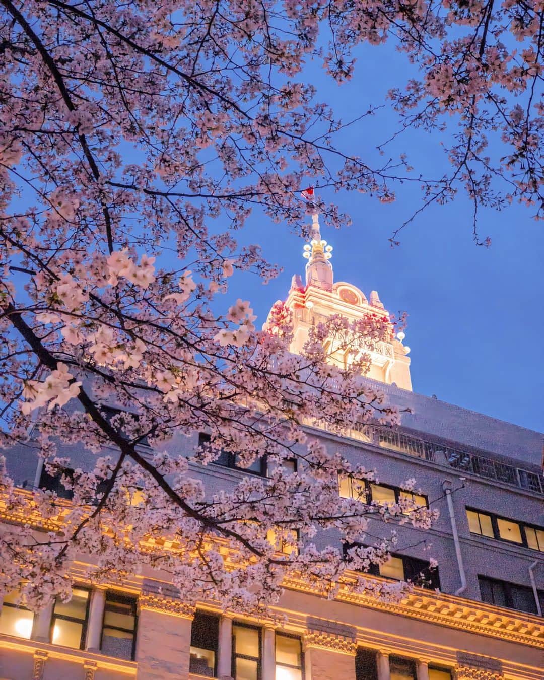 土屋香織さんのインスタグラム写真 - (土屋香織Instagram)「🌸. 桜の季節が終わる前に この写真ここに残しておきたくて◡̈ . ピンク色にライトアップされた日本橋の桜。 先月自粛前の写真です（っていちいち書かないとなのが なんとも言えない気持ちになるけれど...。） 今はもうこの辺りは葉桜になってるのかな？ . 来年はマスクなしで 心置きなくお花見できるようになりますように🙏🏻 . いつもどおりお仕事もしたいし、 なによりも大好きな人達に早く会いたいです😢 . 日常に1日も早く戻れるように 今は人と会わない生活。お家にいましょ☕︎ . . . #医療従事者にエールを #病院の皆さんありがとう #みんなの健康を守ってくれてありがとう #みんなの生活を守るお仕事されてる方々ありがとう #aroundtheworld #ファインダー越しの私の世界 #tokyocameraclub #tokyocameragirls #genic_mag #retrip_chiba #retrip_nippon #ハレコレ #genic_japan #はなまっぷ #はなまっぷ2020 #はなまっぷ桜 #桜 #sakura  #がんばろう #がんばろう日本 #covid19 #カメラ好きな人と繋がりたい #写真好きな人と繋がりたい #genic_pt #japan_of_insta #jp_gallery #far_eastphotography #ig_japan #openmyworld #japan_focus #far_eastphotography」4月13日 16時48分 - kaorintsuchiya