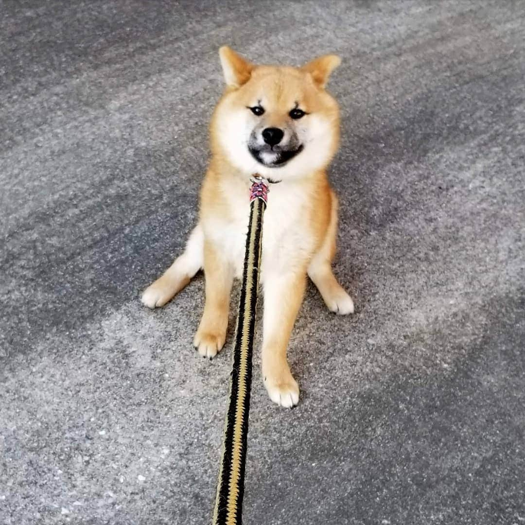 柴犬たま Shibainu Tamaのインスタグラム