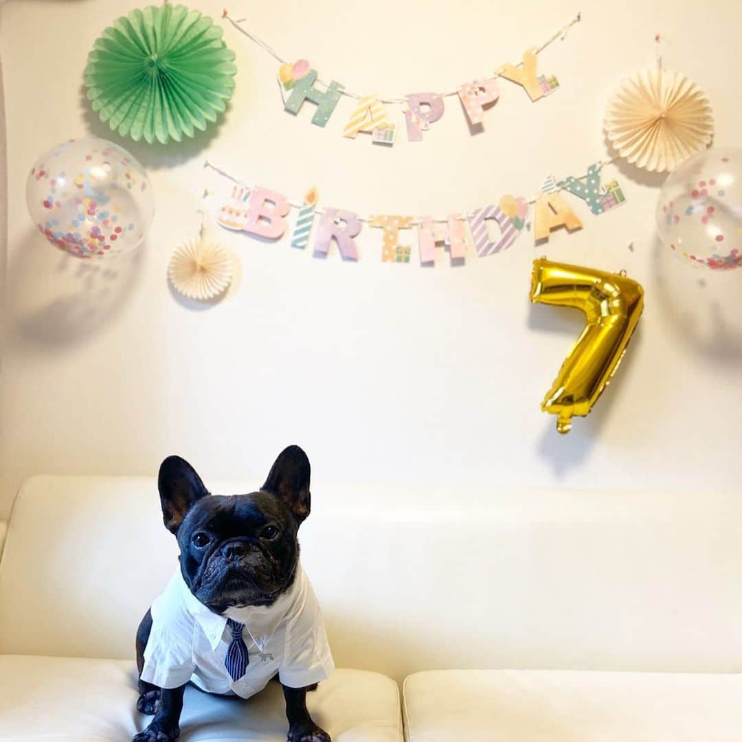 のインスタグラム：「✯ ✯ 誕生日番外編。 蝶ネクタイからネクタイにチェンジ♡ BDコメントいっぱいありがとうございます。 少しずつ返信していきます。 ✯ ✯ #birthday #7歳誕生日  #frenchbulldog #frenchbull #musashi #フレンチブルドッグ #フレブル #ブヒ #ブリンドル #武蔵 #犬 #프렌치불독 #634 #愛犬 #愛犬家 #親バカ#follow#followme#followalways #めちゃコミック #柴犬ライフ連動企画」