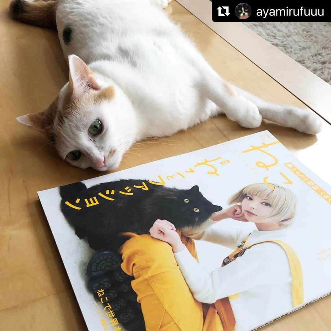 ねこさんのインスタグラム写真 - (ねこInstagram)「わー😍🙌🏻嬉しい♫ 雑誌との2ショットありがとうございます〜😻🌼またインスタ企画も参加してねっ☺️💗 @ayamirufuuu さん、どうもありがとうございます📣🌟 #Repost @ayamirufuuu with @make_repost ・・・ ♡ #雑誌ねこ にふぅちゃん🐱を載せてもらいましたぁฅ•ω•ฅ🎉 記念に、もがちゃんとくまくん🐱と一緒に記念撮影✨ ・ 3枚目···載せてもらった写真。 大好きなオモチャで遊ぶふぅちゃん❤ 私のお気に入りの写真です💕 ・ ふぅちゃん嬉しいね💓 ありがとうございます#neko_magazine さん🥰 ♡ ♡ ♡ ♡ #pecoマガジン表紙デビュー #猫多頭飼い #ねこ #ふわもこ部 #もふもふ #みんねこ #ペコねこ部  #ふぅ #しろみけ#みる#はちわれ#にゃんと素敵なひととき #sipopo #朝ワンコ夕ニャンコ #ベストキャットオーディション #猫好きさんと繋がりたい #猫 #猫多頭飼い #peppyフォト部  #WPE2020フォトグランプリ  #cat#mmts#mmts_nekotomo #catstagram #catstagram_japan」4月13日 17時32分 - neko_magazine