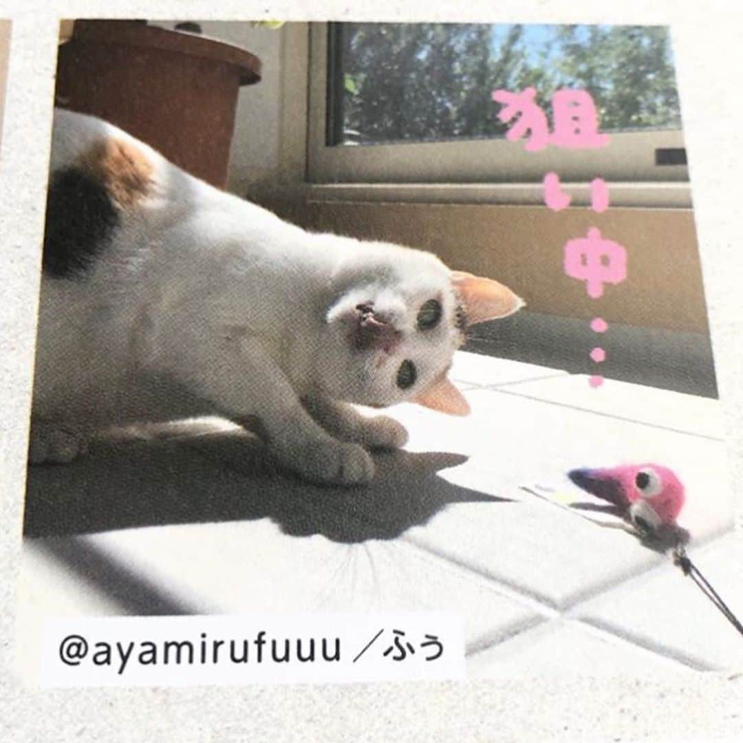 ねこさんのインスタグラム写真 - (ねこInstagram)「わー😍🙌🏻嬉しい♫ 雑誌との2ショットありがとうございます〜😻🌼またインスタ企画も参加してねっ☺️💗 @ayamirufuuu さん、どうもありがとうございます📣🌟 #Repost @ayamirufuuu with @make_repost ・・・ ♡ #雑誌ねこ にふぅちゃん🐱を載せてもらいましたぁฅ•ω•ฅ🎉 記念に、もがちゃんとくまくん🐱と一緒に記念撮影✨ ・ 3枚目···載せてもらった写真。 大好きなオモチャで遊ぶふぅちゃん❤ 私のお気に入りの写真です💕 ・ ふぅちゃん嬉しいね💓 ありがとうございます#neko_magazine さん🥰 ♡ ♡ ♡ ♡ #pecoマガジン表紙デビュー #猫多頭飼い #ねこ #ふわもこ部 #もふもふ #みんねこ #ペコねこ部  #ふぅ #しろみけ#みる#はちわれ#にゃんと素敵なひととき #sipopo #朝ワンコ夕ニャンコ #ベストキャットオーディション #猫好きさんと繋がりたい #猫 #猫多頭飼い #peppyフォト部  #WPE2020フォトグランプリ  #cat#mmts#mmts_nekotomo #catstagram #catstagram_japan」4月13日 17時32分 - neko_magazine