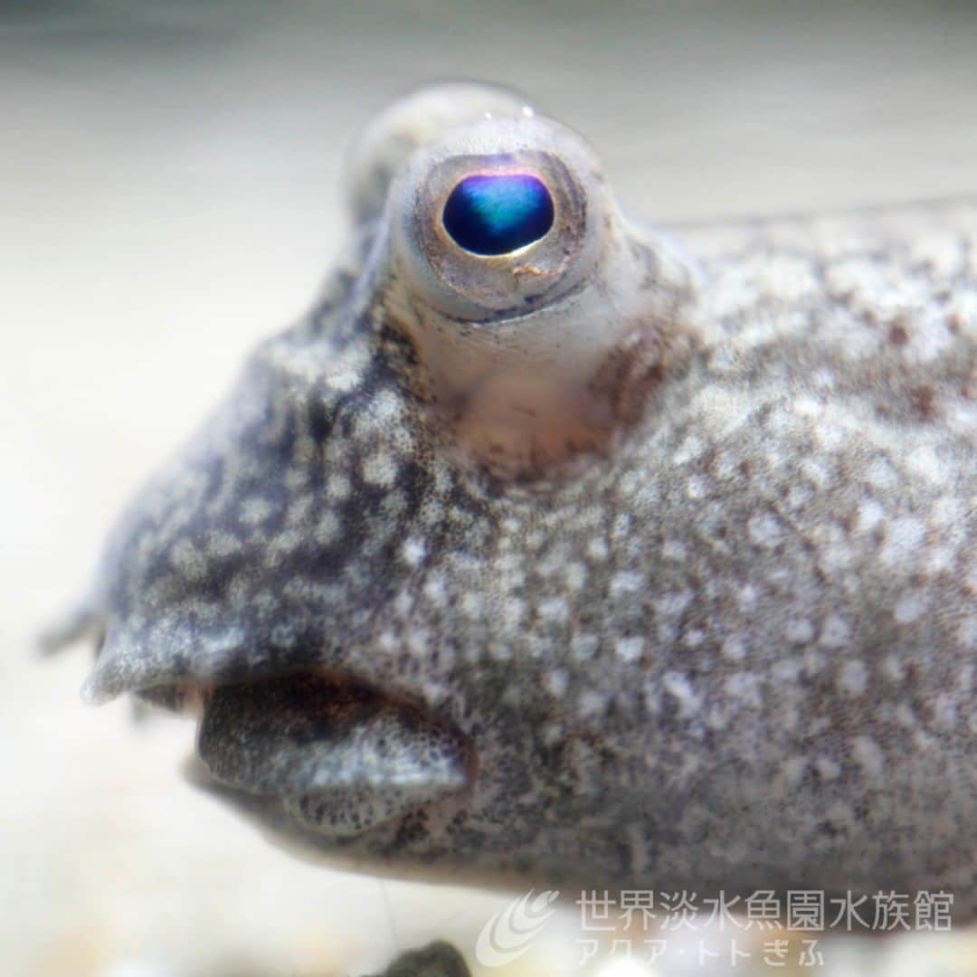 世界淡水魚園水族館 アクア・トト ぎふのインスタグラム：「皆さんコメントありがとうございます！ まずはイシガレイを撮ろうと思い水槽に向かったのですが…、トビハゼの目がきれいだったのでつい。。。 元気にピョンピョンしていました!! #休園中の動物園水族館#コロナウイルスが早く終息しますように#アクアトト#アクアトト岐阜#アクアトトぎふ#水族館#aquarium#Periophthalmusmodestus#Shuttleshoppfish」