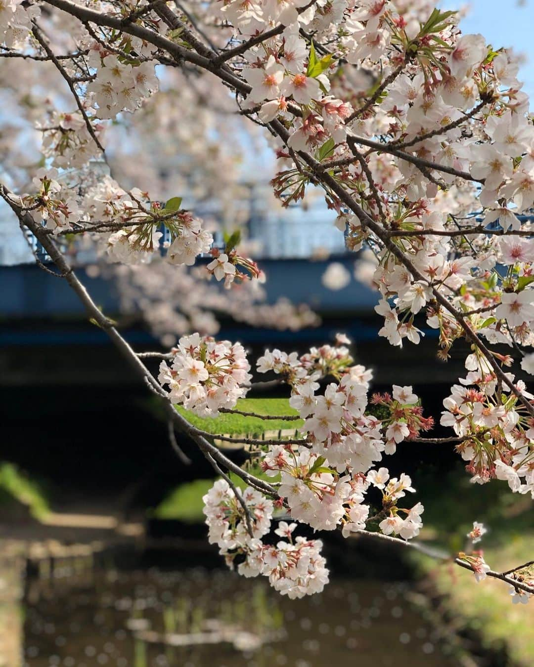 新横浜プリンスホテルさんのインスタグラム写真 - (新横浜プリンスホテルInstagram)「新横浜プリンスホテルの近隣には魅力的なスポットがたくさん！来年の春はホテル近隣をお散歩しながらお花見はいかがですか？  #エア花見 #おうち花見  #新横浜プリンスホテル#プリンスホテル#新横浜#ホテル#高層ホテル#景色#桜#青空 #江川せせらぎ緑道 #春 #新横浜の桜#shinyokohamaprincehotel#princehotel#shinyokohama#hotel#sakura #cherryblossom」4月13日 17時47分 - shinyokohamaprincehotel