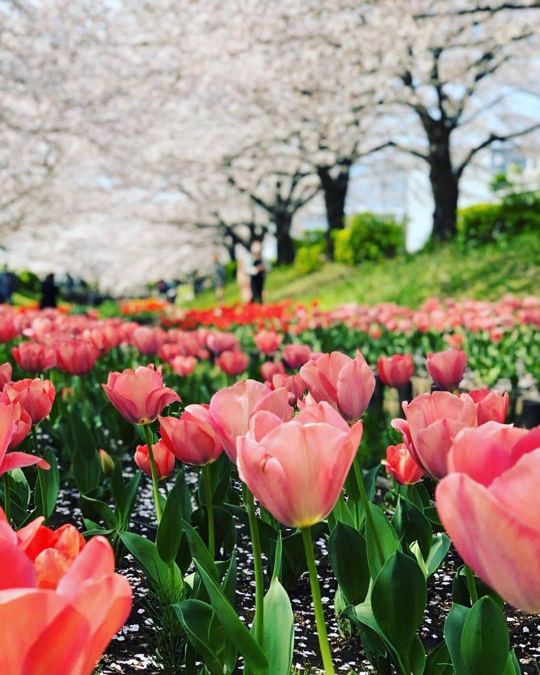 新横浜プリンスホテルさんのインスタグラム写真 - (新横浜プリンスホテルInstagram)「新横浜プリンスホテルの近隣には魅力的なスポットがたくさん！来年の春はホテル近隣をお散歩しながらお花見はいかがですか？  #エア花見 #おうち花見  #新横浜プリンスホテル#プリンスホテル#新横浜#ホテル#高層ホテル#景色#桜#青空 #江川せせらぎ緑道 #春 #新横浜の桜#shinyokohamaprincehotel#princehotel#shinyokohama#hotel#sakura #cherryblossom」4月13日 17時47分 - shinyokohamaprincehotel