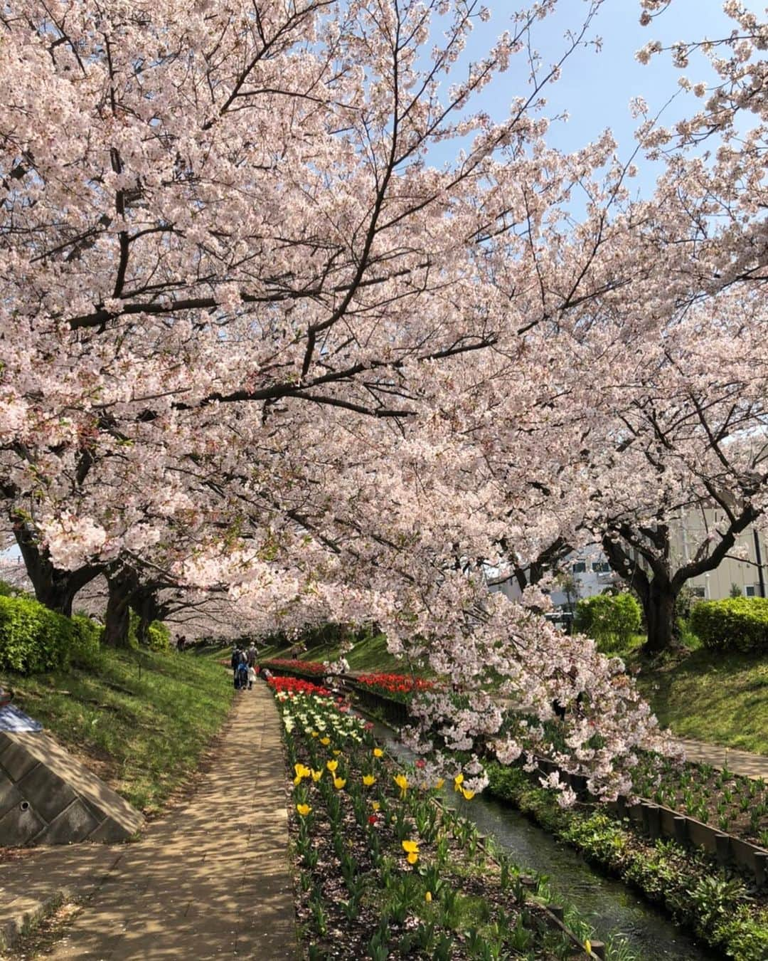 新横浜プリンスホテルさんのインスタグラム写真 - (新横浜プリンスホテルInstagram)「新横浜プリンスホテルの近隣には魅力的なスポットがたくさん！来年の春はホテル近隣をお散歩しながらお花見はいかがですか？  #エア花見 #おうち花見  #新横浜プリンスホテル#プリンスホテル#新横浜#ホテル#高層ホテル#景色#桜#青空 #江川せせらぎ緑道 #春 #新横浜の桜#shinyokohamaprincehotel#princehotel#shinyokohama#hotel#sakura #cherryblossom」4月13日 17時47分 - shinyokohamaprincehotel