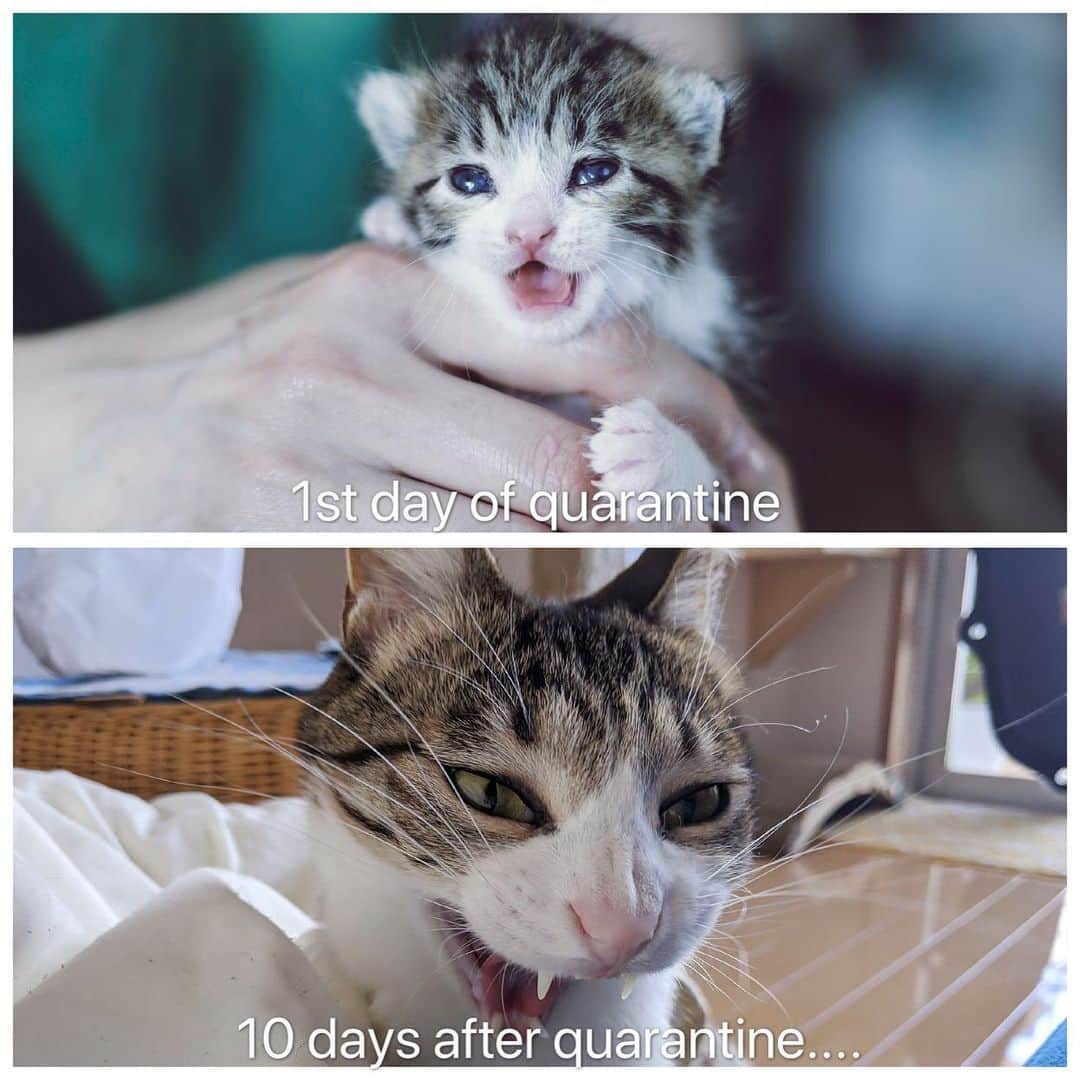スノーのインスタグラム：「Sorry I was joking... This is 1 week v.s. 1 year after Sunny was rescued 🍼❤️ ・ #timeflies  #meowed #catsofinstagram #cats_of_instagram #catstagram #catofinstagram #instagood #cat #cats #kucing #gato #chat #catloversclub #catlover #9gag #weeklyfluff #kedi #katze #kawaii #neko #instagramjapan #고양이 #кот #แมว #猫 #ふわもこ部 #ペコねこ部」
