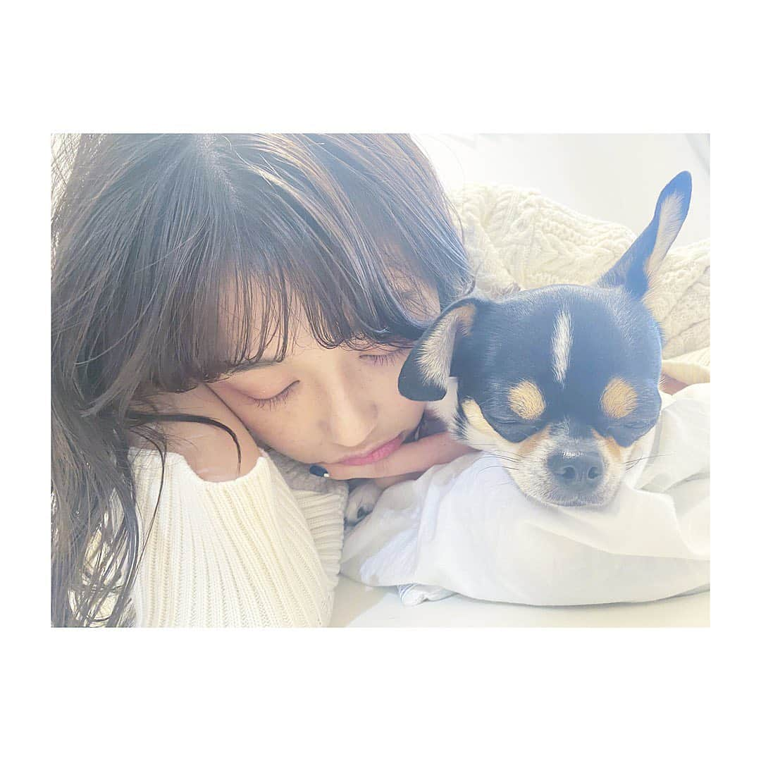 松井りなのインスタグラム：「💜💛🐶🏡 #こたろー#おいぬ時間#チワワ #おうち時間#stayhome」