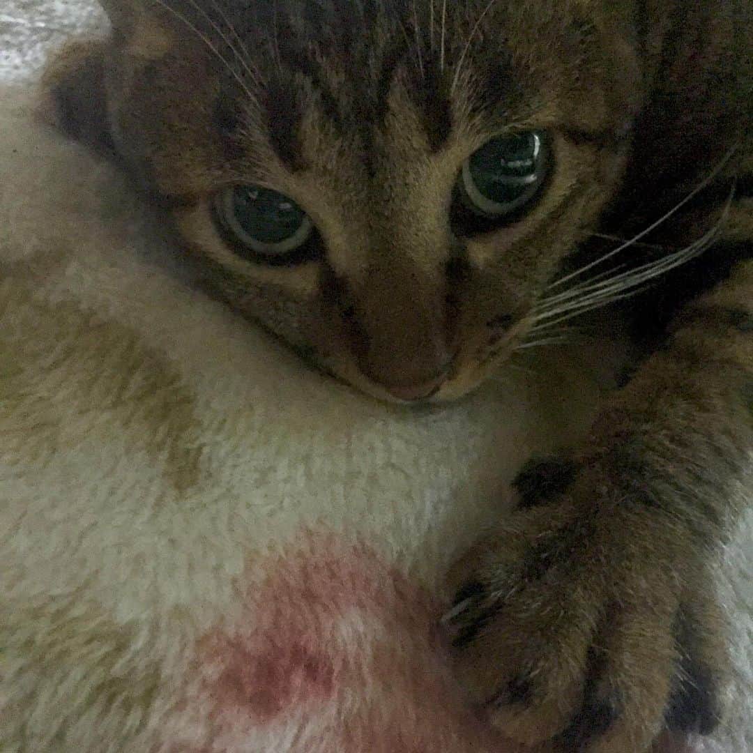 カブトムシゆかりさんのインスタグラム写真 - (カブトムシゆかりInstagram)「実家の猫に会いたいけど我慢🐈 . #ナガシマ隊員 #ねこすたぐらむ  #猫」4月13日 19時28分 - kabutomushiyukari