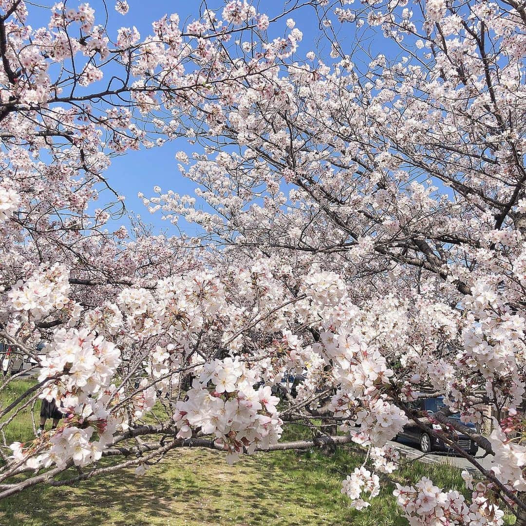 小澤楓さんのインスタグラム写真 - (小澤楓Instagram)「先日までの福岡🌸 コロナさえなかったら本当に綺麗で、お花見したかったのに、通り過ぎることしか出来なかったのが悲しい😢 . 来年は、皆んなで笑ってお花見したいね🍃🌸 . #cherryblossom #福岡」4月13日 19時33分 - kaede_cyori