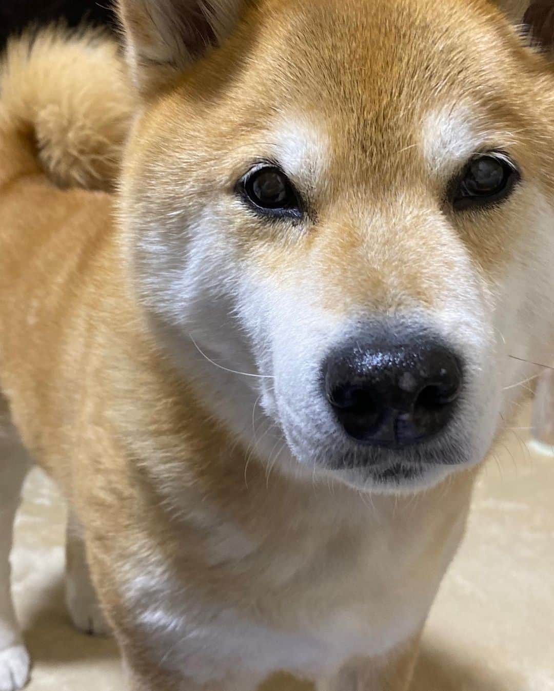 まる（まるたろう）さんのインスタグラム写真 - (まる（まるたろう）Instagram)「Hey daddy, Do you wanna go for a walk with me?✨🐶🙄✨パパ、そろそろお散歩連れてってあげようか？ #テレワークばっかだと煮詰まっちゃうでしょ #おいで #連れてってあげる #ほれ #はよっ」4月13日 19時49分 - marutaro