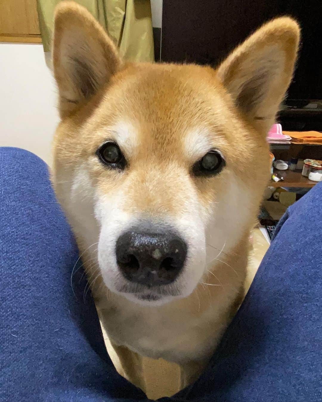 まる（まるたろう）さんのインスタグラム写真 - (まる（まるたろう）Instagram)「Hey daddy, Do you wanna go for a walk with me?✨🐶🙄✨パパ、そろそろお散歩連れてってあげようか？ #テレワークばっかだと煮詰まっちゃうでしょ #おいで #連れてってあげる #ほれ #はよっ」4月13日 19時49分 - marutaro