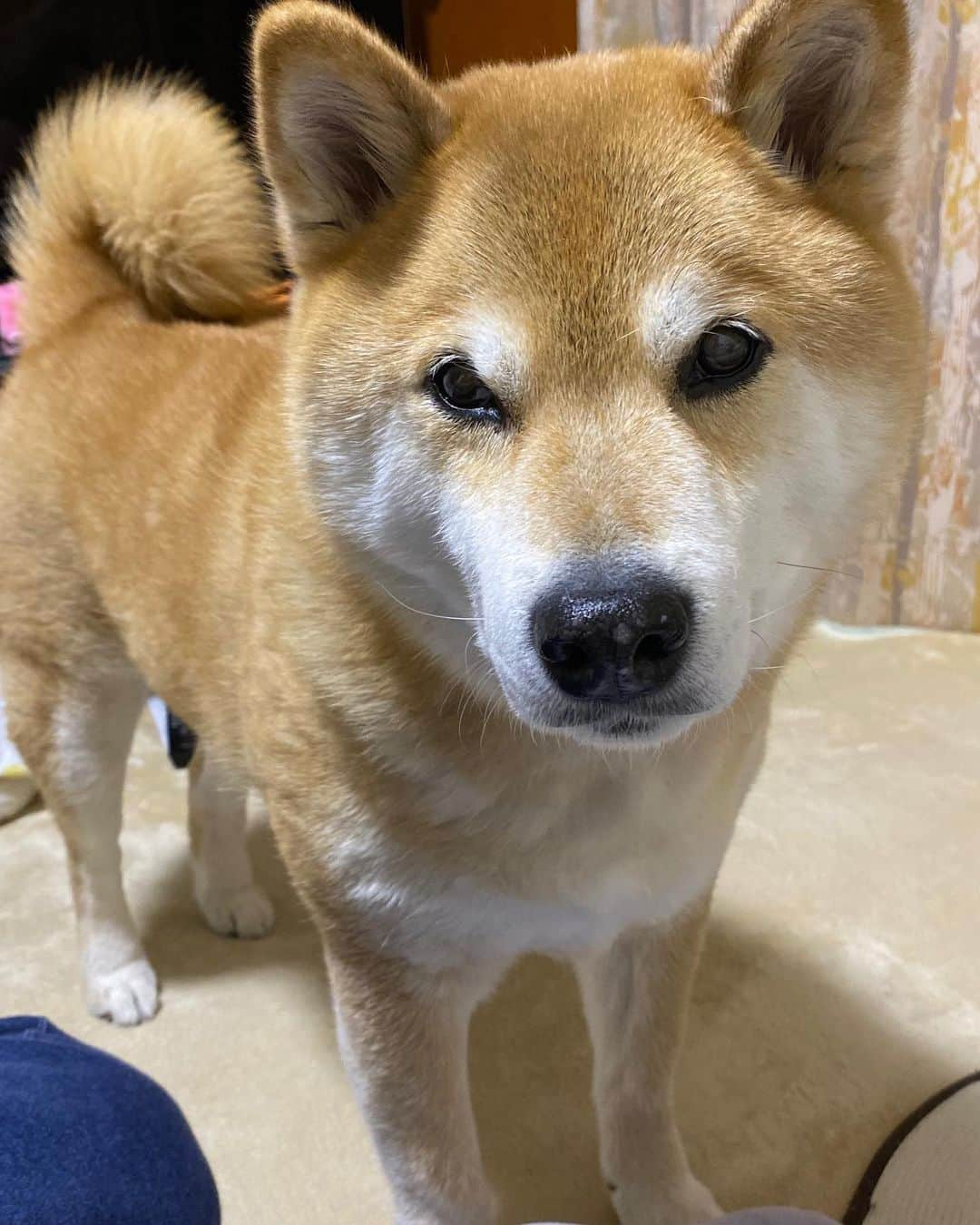 まる（まるたろう）さんのインスタグラム写真 - (まる（まるたろう）Instagram)「Hey daddy, Do you wanna go for a walk with me?✨🐶🙄✨パパ、そろそろお散歩連れてってあげようか？ #テレワークばっかだと煮詰まっちゃうでしょ #おいで #連れてってあげる #ほれ #はよっ」4月13日 19時49分 - marutaro