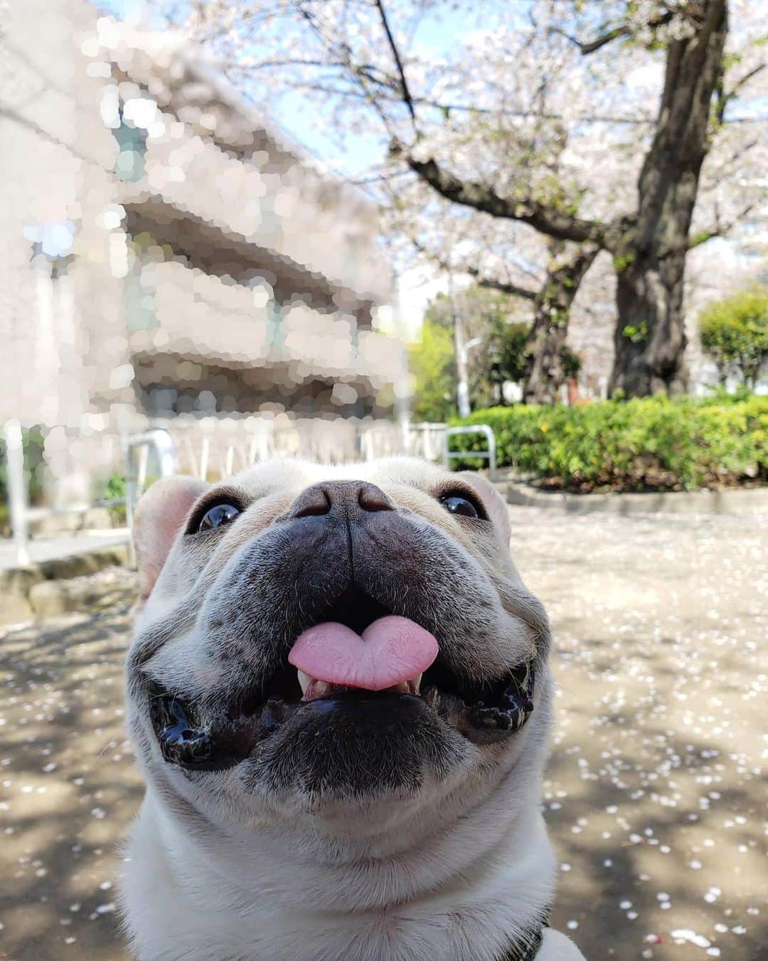 テレビ東京「どうぶつピース‼︎」さんのインスタグラム写真 - (テレビ東京「どうぶつピース‼︎」Instagram)「#ハートの舌👅  こんな写真も撮れてました❤️ 皆さんの携帯にもとっておきの面白動画や写真が眠ってませんか❓❓ 一緒にいる時間がとれる今、愛犬の特技を撮影してみませんか⁉️😆✨ 応募は番組HPへ💕 https://www.tv-tokyo.co.jp/doubutsu_peace/smp/  #ぴーす君 #テレビ東京 #どうぶつピース #写真整理 #2020桜」4月13日 19時56分 - doubutsupeace
