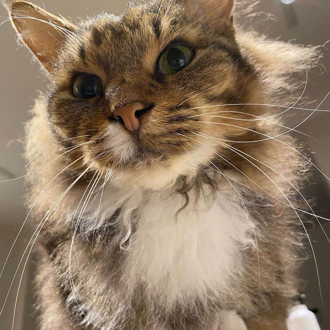 松井玲奈さんのインスタグラム写真 - (松井玲奈Instagram)「最近振り返るとこんな感じでいるのでびっくりします。 猫とばかり喋ってるな。 #猫　#ねこすたぐらむ　#スクーカム」4月13日 20時09分 - renamatui27
