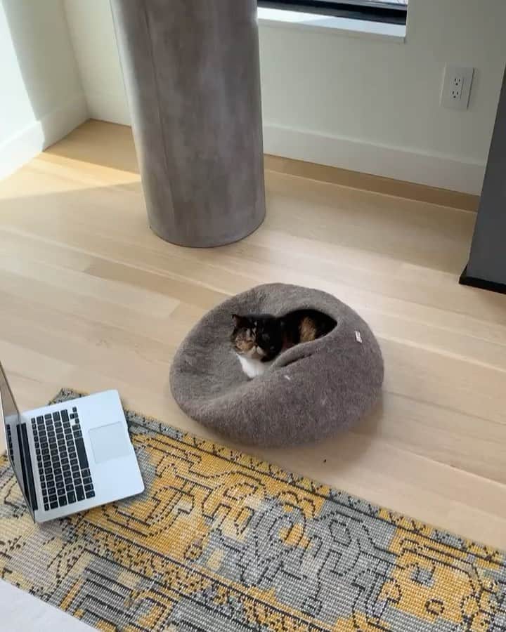 Pudgeのインスタグラム：「Pudge is all of us #wfh: taking zoom meetings from the comfort of her bed... and then falling asleep during the meeting. @pawsofyttp @macchacat @superhirocat @theleapingwaffle @zoom_video_communications」