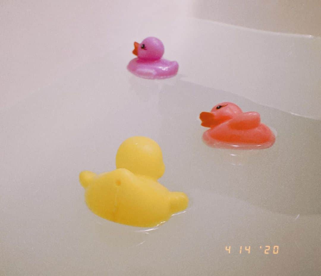 春茶さんのインスタグラム写真 - (春茶Instagram)「ㅤㅤㅤㅤㅤㅤㅤㅤㅤㅤㅤㅤㅤ ㅤㅤㅤㅤㅤㅤㅤㅤㅤㅤㅤㅤㅤ おうち時間、みんな何してますか？ お風呂の鳥たち🛁」4月14日 6時57分 - harutya_
