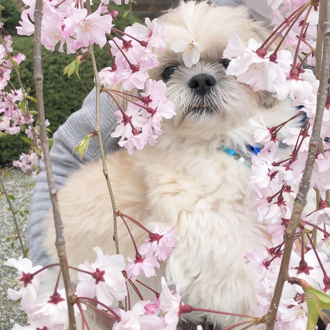 福田多希子さんのインスタグラム写真 - (福田多希子Instagram)「ちゃちゃ丸、予防接種へ🌸💉﻿ ﻿ えらいね、頑張ったね﻿  頑張ったあなたにはサツマイモをさしあげようぞ😋🍠﻿ ﻿ #梅沢富美男風 #夢芝居風 #🌸#👘﻿ ﻿ #近所のお寺﻿ #お散歩コース🐶 #狂犬病予防接種 ﻿ #フィラリア予防﻿ #💊#💉﻿ #シーズー﻿ #しーずー #シーズー大好き」4月13日 22時05分 - yomeponta