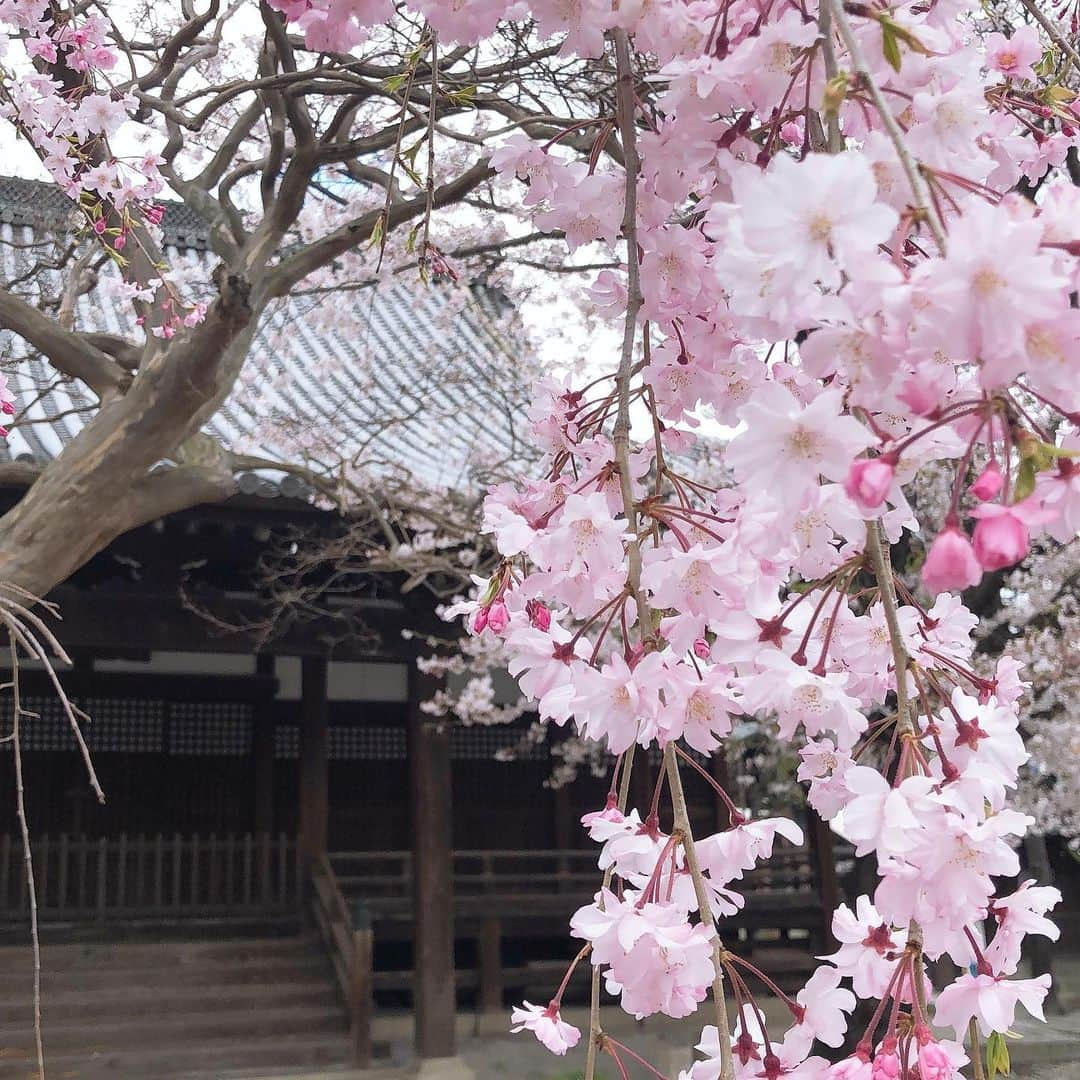 福田多希子さんのインスタグラム写真 - (福田多希子Instagram)「ちゃちゃ丸、予防接種へ🌸💉﻿ ﻿ えらいね、頑張ったね﻿  頑張ったあなたにはサツマイモをさしあげようぞ😋🍠﻿ ﻿ #梅沢富美男風 #夢芝居風 #🌸#👘﻿ ﻿ #近所のお寺﻿ #お散歩コース🐶 #狂犬病予防接種 ﻿ #フィラリア予防﻿ #💊#💉﻿ #シーズー﻿ #しーずー #シーズー大好き」4月13日 22時05分 - yomeponta