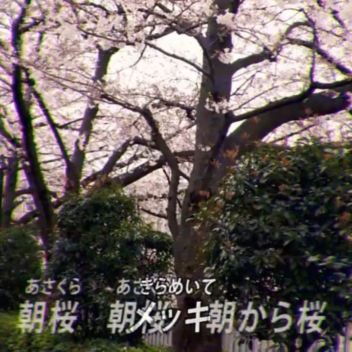 長田庄平のインスタグラム：「九城伸明の30年前の新曲《あさくら》がリリースされました！  皆様に春が来ますように！  YouTubeで聴けます！  https://youtu.be/BONDgJemnqs  #九城伸明 #あさくら #桜 #春 #懐メロ #コロナに負けるな」
