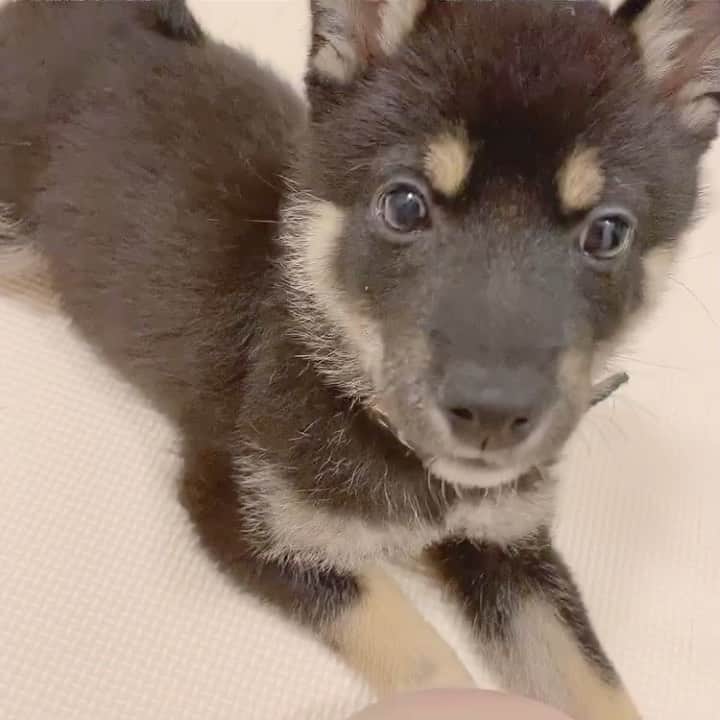 環奈（長沢菜々香の飼い犬）のインスタグラム：「キョロキョロ👀 ヒゲが伸びてきた気がする。 明日からご飯はお湯で蒸さないでカリカリのまま出してみようと思う🍚 体重は、2250gでした☺︎ . . . .  #豆柴#柴犬#日本犬#黒柴#黒豆柴#まめしば#しばいぬ#しば#しばすたぐらむ #こいぬ #柴  #ここ柴部#柴子犬 #shibalove #mameshiba #kuroshiba #shibainu #shiba #shibadog #shibastagram #shibastyle」
