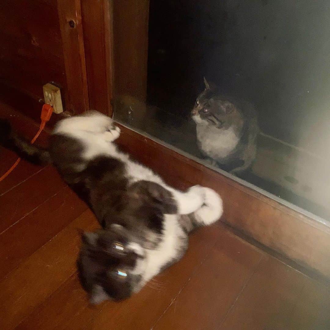 池内万作さんのインスタグラム写真 - (池内万作Instagram)「計り知れない猫たちの世界。 #イケウチ家の猫 #たらっさん　#せなきじシンメ #軒先猫劇場」4月13日 22時32分 - mandeshita