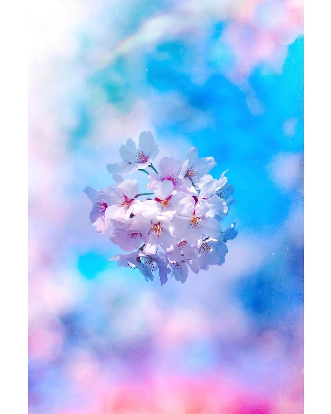 メグのん♡ A k i k oのインスタグラム：「Love the earth . . . 元々、ステイホームは得意。 . 今日はコロナの一時帰休で休み。 . 朝寝して、 テレビ観て、 読書して、 昼寝して、 宵の口にはラジオを聴きながら ゆっくり料理をするのが すごく落ち着く。 . . . ...うどん県は ここ2、3日で感染者が急増。 しっかり食べて、よく寝て こまめに手洗い、、それしかない。 神さま、どうぞこれ以上は。。🙏」