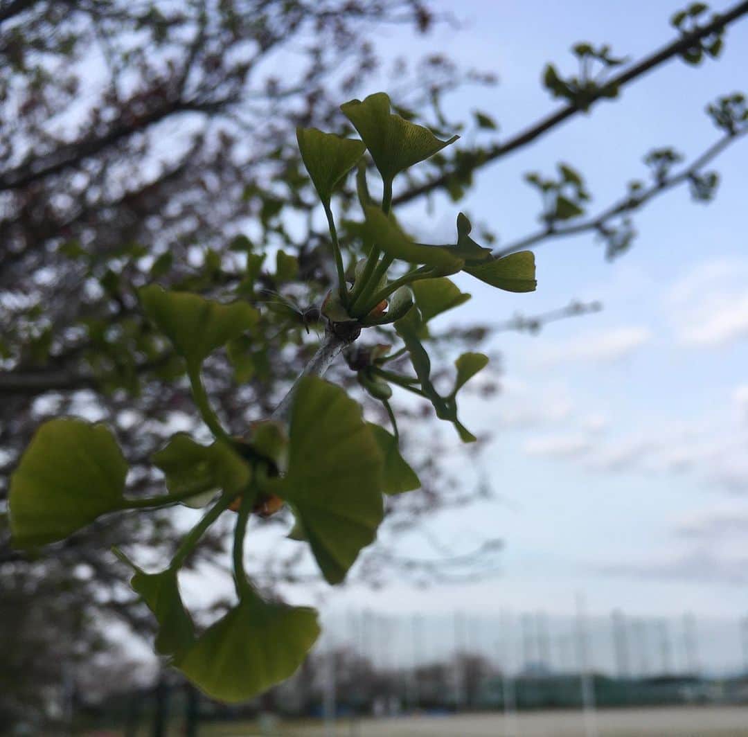 我孫子智美さんのインスタグラム写真 - (我孫子智美Instagram)「散る桜を横目に  顔を出し始めた秋  時間はすぐに過ぎるから、 できることを毎日少しだけでも頑張る  ぞ！  #有意義な毎日を」4月13日 22時35分 - tomomomiabiko