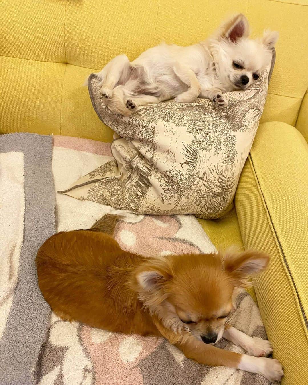 のインスタグラム：「クッションの使い方がちょっと違うような気がしますが… ・ ・ ・ 晴れたら散歩には行きたいです。 ・ ・ ・ #味岡ちえり #bongo #chabin #cobin #犬好き #dogs🐶  #ブラタンチワワ #チワワ #ロングコート #ブラックタン #クリームホワイト #セーブルホワイト #多頭飼いチワワ  #chihuahua  #dogstagram  #犬がいる暮らし #犬がいないと生きていけない  #多頭飼い」