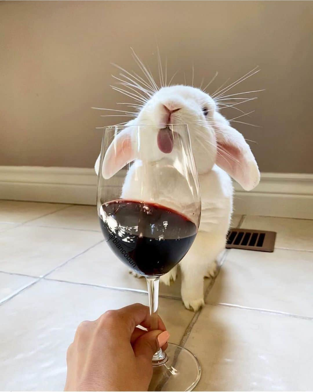 レオニー・ハンネさんのインスタグラム写真 - (レオニー・ハンネInstagram)「Easter weekend in lockdown mood.🍷 Anzeige/Tag @blancobun」4月13日 22時45分 - leoniehanne